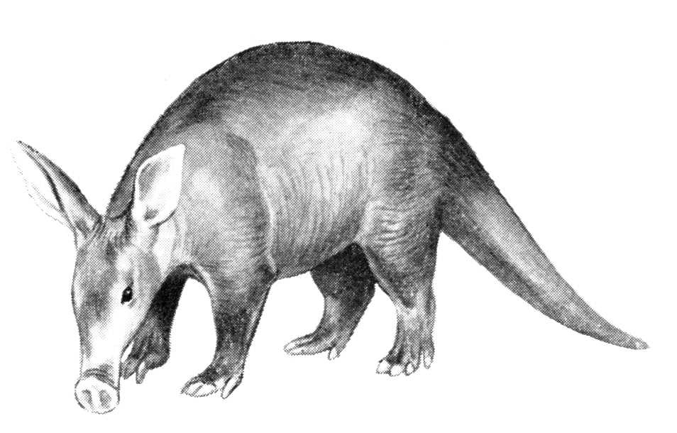 Aardvark picture